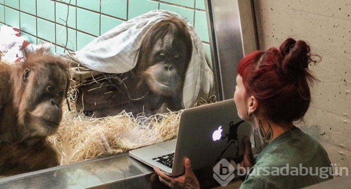 Orangutanlar tabletten eş seçiyor!