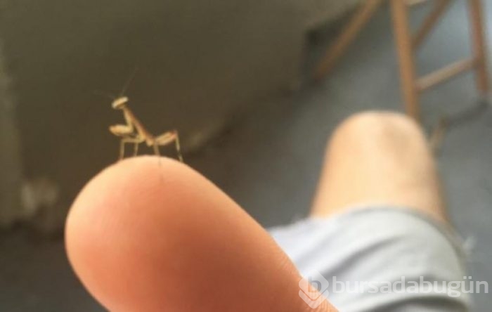 'Bir tuhaf' fotoğraflar