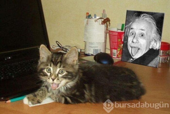 Tesadüf kelimesine anlam kazandıran fotoğraflar