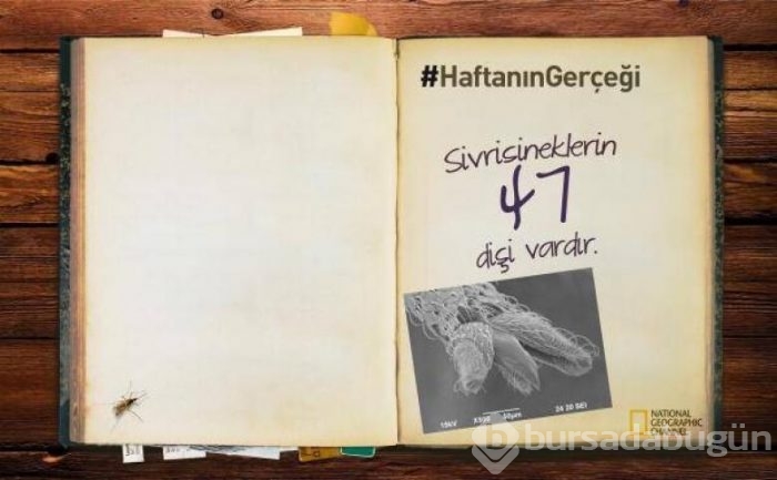 Daha önce duymadığınız 14 ilginç bilgi