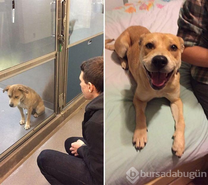 Köpeklerin sahiplenilmeden önce ve sonraki halleri