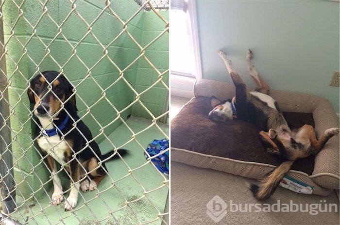 Köpeklerin sahiplenilmeden önce ve sonraki halleri