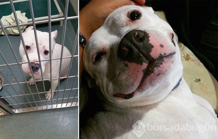 Köpeklerin sahiplenilmeden önce ve sonraki halleri