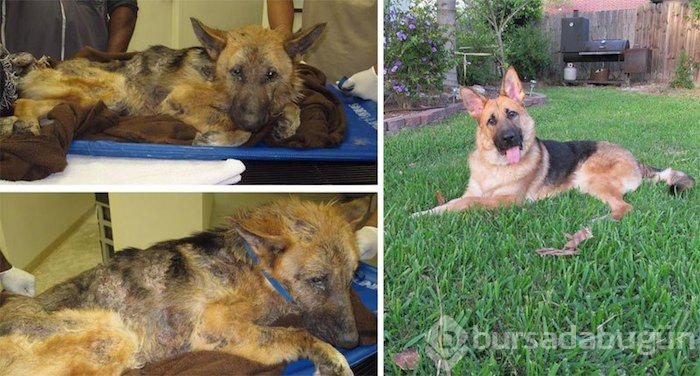 Köpeklerin sahiplenilmeden önce ve sonraki halleri