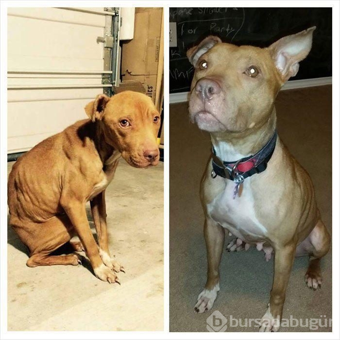 Köpeklerin sahiplenilmeden önce ve sonraki halleri