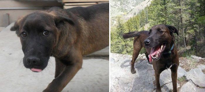Köpeklerin sahiplenilmeden önce ve sonraki halleri