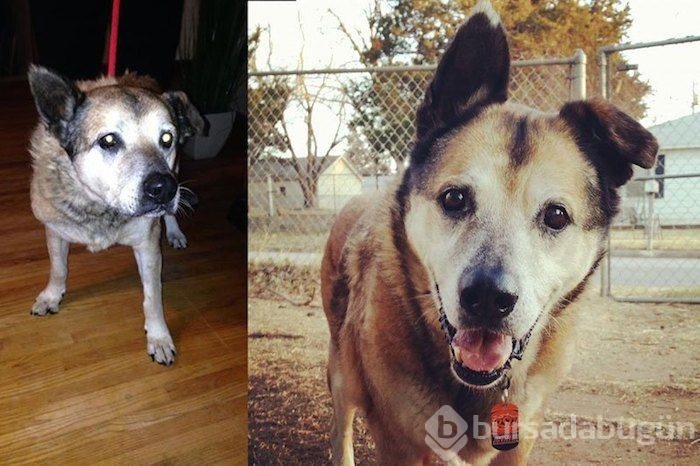 Köpeklerin sahiplenilmeden önce ve sonraki halleri