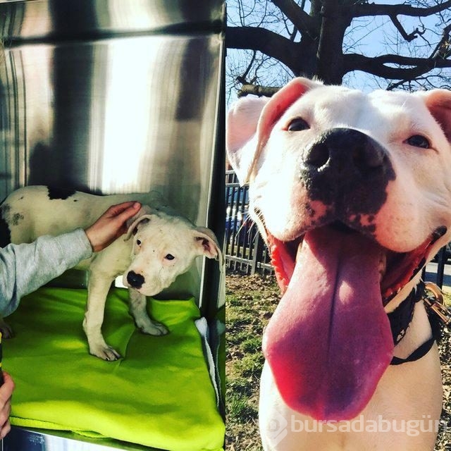 Köpeklerin sahiplenilmeden önce ve sonraki halleri