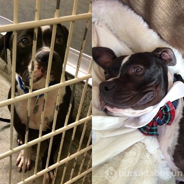 Köpeklerin sahiplenilmeden önce ve sonraki halleri