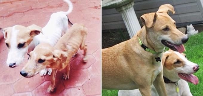 Köpeklerin sahiplenilmeden önce ve sonraki halleri