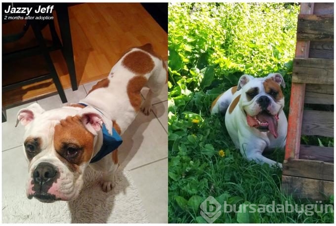 Köpeklerin sahiplenilmeden önce ve sonraki halleri