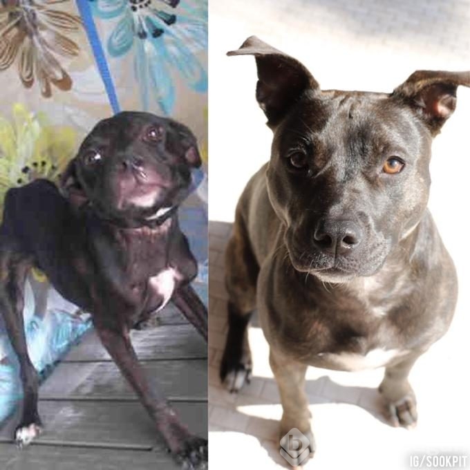 Köpeklerin sahiplenilmeden önce ve sonraki halleri