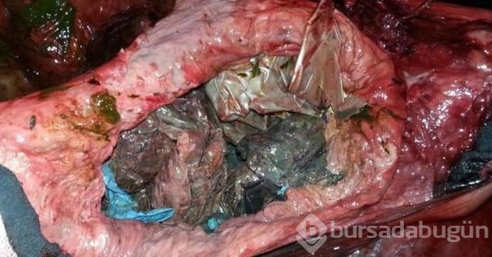 Balinanın midesinden 30 plastik poşet çıktı!