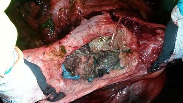 Balinanın midesinden 30 plastik poşet çıktı!