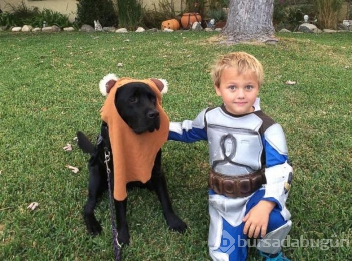 Akıllı köpek 'Jedi' hayat kurtarıyor