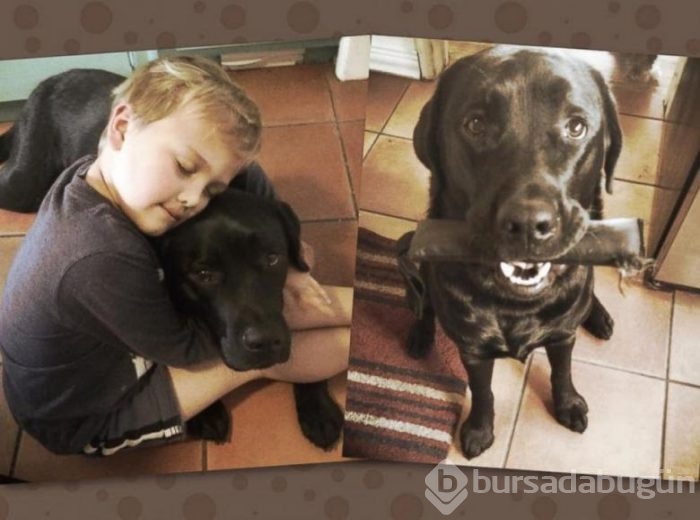 Akıllı köpek 'Jedi' hayat kurtarıyor