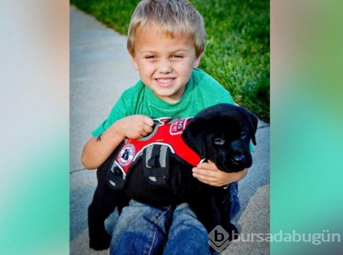 Akıllı köpek 'Jedi' hayat kurtarıyor