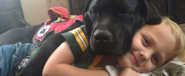 Akıllı köpek 'Jedi' hayat kurtarıyor