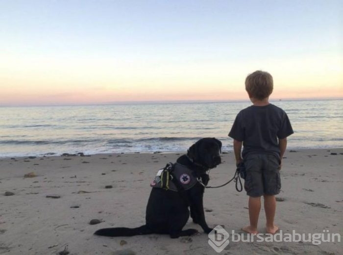 Akıllı köpek 'Jedi' hayat kurtarıyor