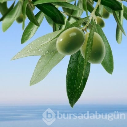 Benzediği organa iyi geliyor