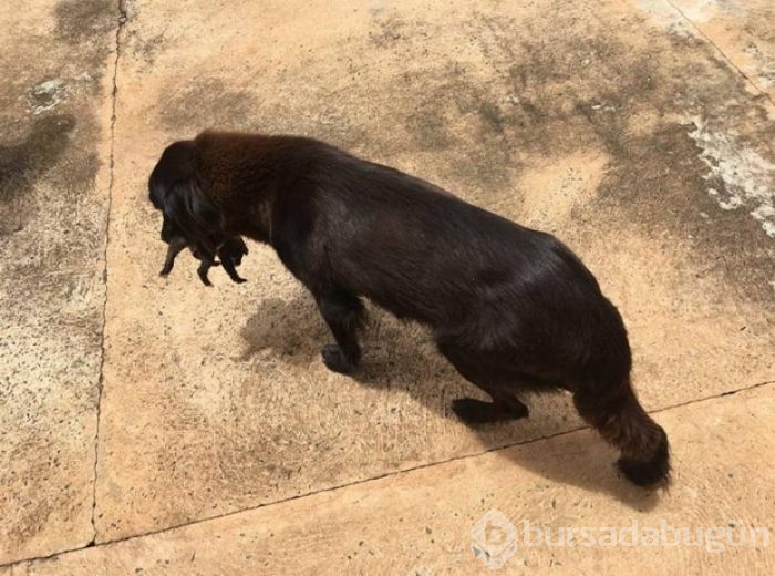 Sesleri takip etti, küçük köpeği kurtardı