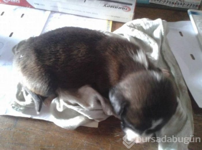 Sesleri takip etti, küçük köpeği kurtardı