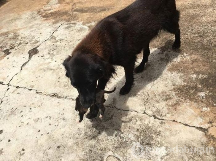 Sesleri takip etti, küçük köpeği kurtardı