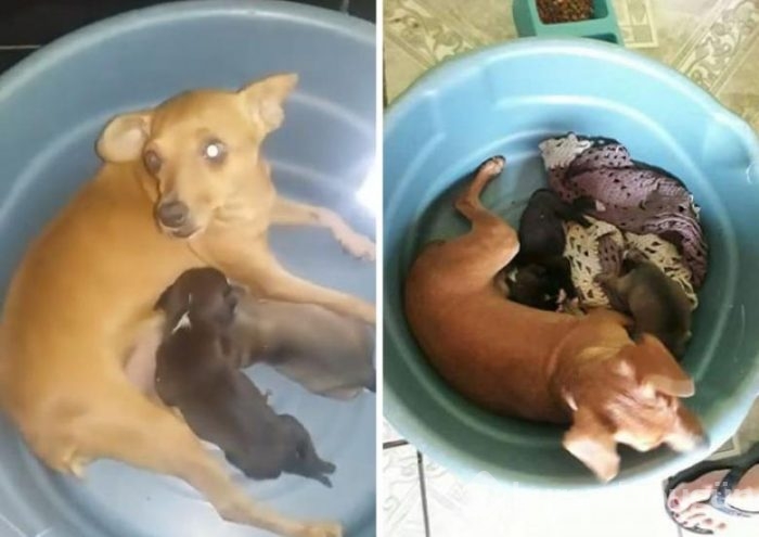 Sesleri takip etti, küçük köpeği kurtardı
