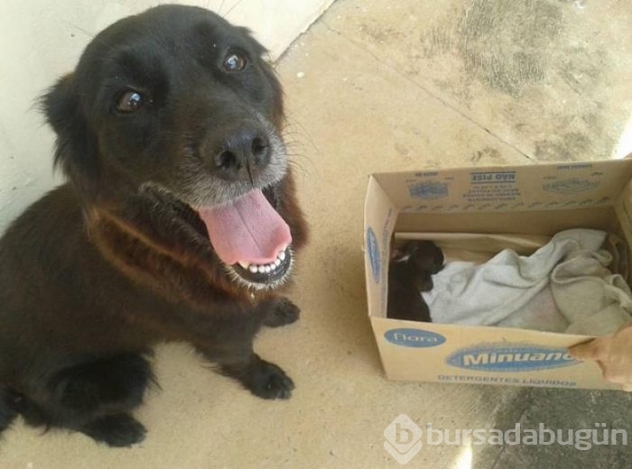 Sesleri takip etti, küçük köpeği kurtardı