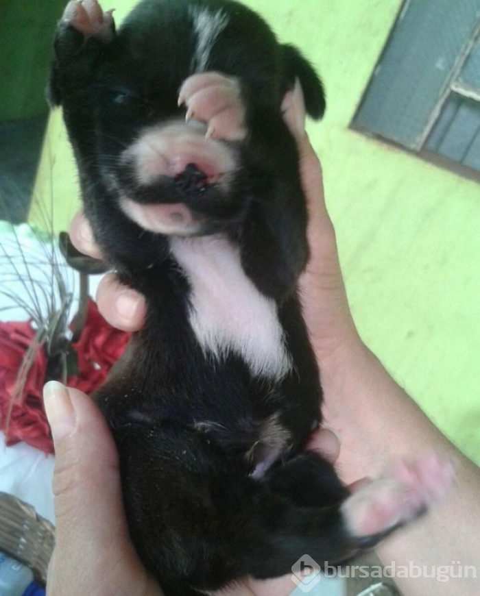 Sesleri takip etti, küçük köpeği kurtardı