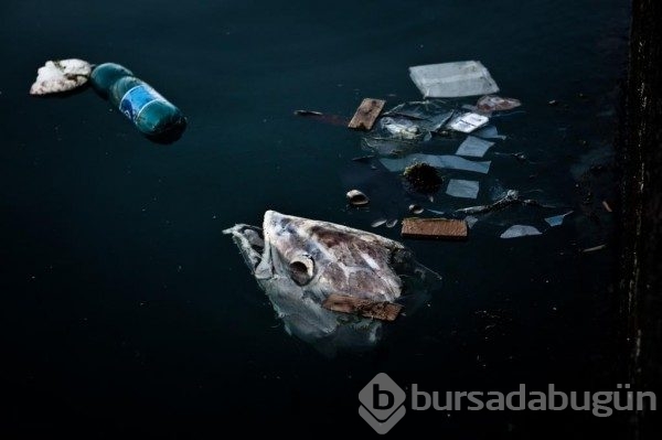 Plastikler yüzünden ölen hayvanların yerine insanları koydu