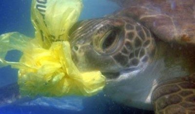 Plastikler yüzünden ölen hayvanların yerine insanları koydu
