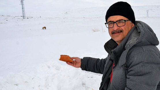 Aç kalan tilkiyi ekmekle besledi