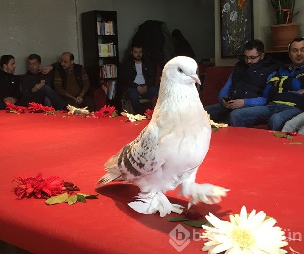 Bu güvercin 90 bin lira!