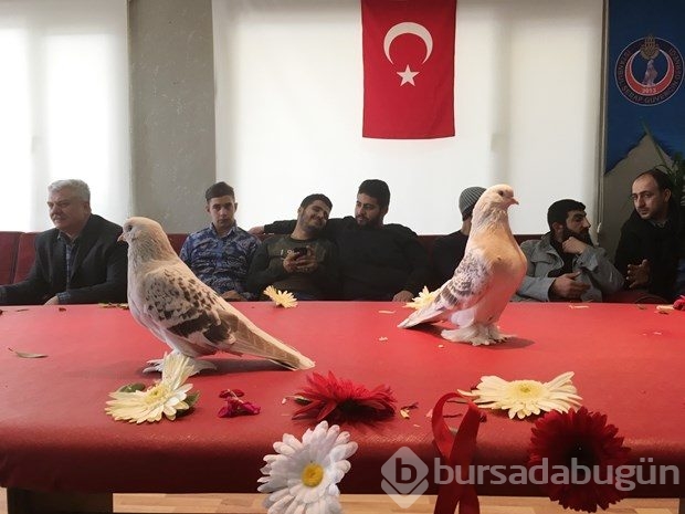 Bu güvercin 90 bin lira!