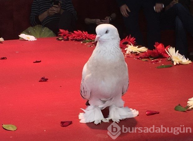 Bu güvercin 90 bin lira!