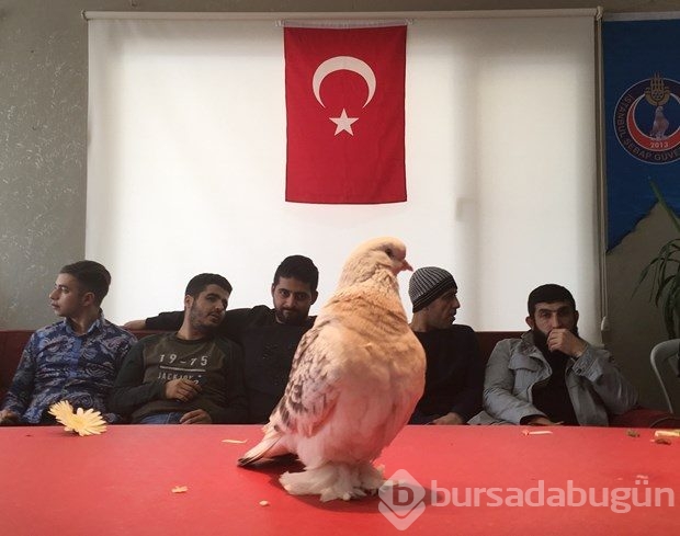 Bu güvercin 90 bin lira!