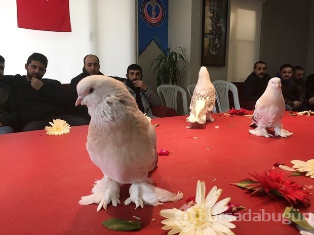 Bu güvercin 90 bin lira!