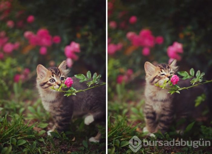 Hiç çiçekleri koklayan havan gördünüz mü?