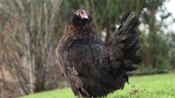 Evcil tavuğuna göz dolduran bir sürpriz yaptı