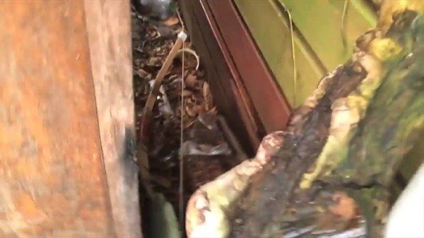 Evcil tavuğuna göz dolduran bir sürpriz yaptı