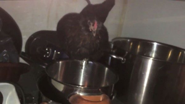 Evcil tavuğuna göz dolduran bir sürpriz yaptı