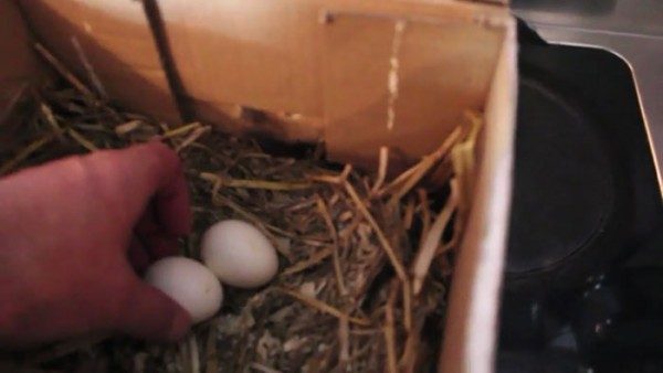 Evcil tavuğuna göz dolduran bir sürpriz yaptı