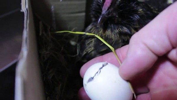 Evcil tavuğuna göz dolduran bir sürpriz yaptı