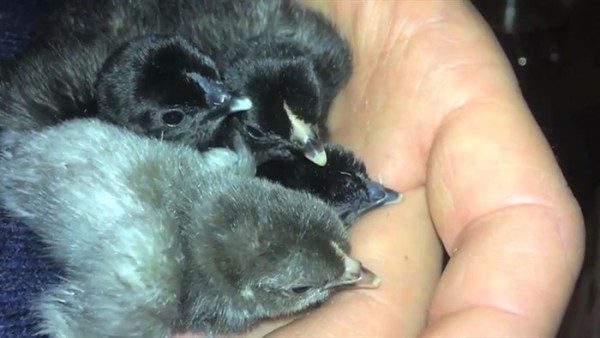 Evcil tavuğuna göz dolduran bir sürpriz yaptı