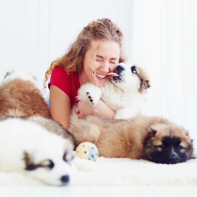 Köpekler neden yalar?