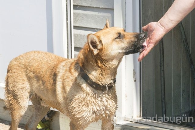 Köpekler neden yalar?