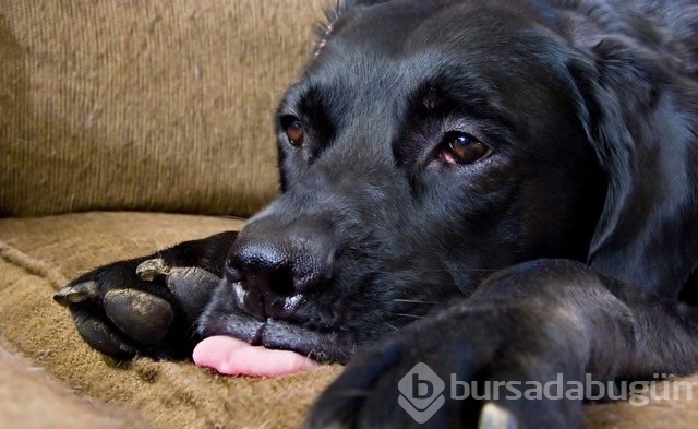 Köpekler neden yalar?