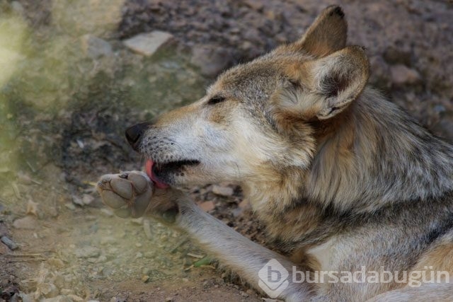 Köpekler neden yalar?