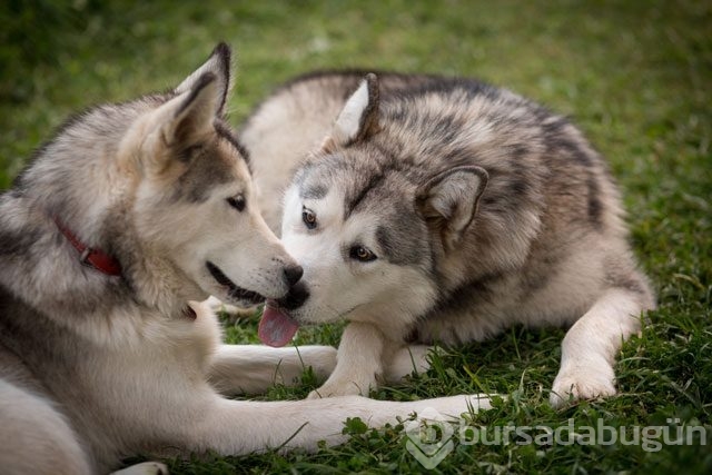 Köpekler neden yalar?